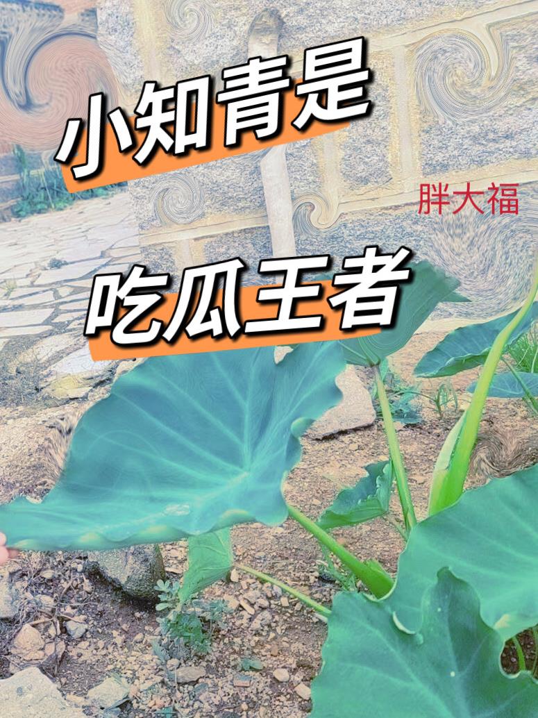 《知青是个小公主》